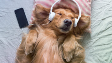 Golden Retriever Sleeping with Headphones – Blog Header for “Sleep Music: Music That Helps You Sleep”