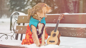 Zo bescherm je je muziekinstrument in de herfst en winter