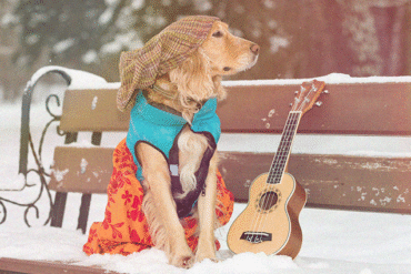 Zo bescherm je je muziekinstrument in de herfst en winter