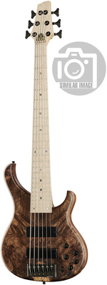 Human Base BaseX 6 Walnut Burl MN 6-stygė bosinė gitara